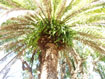 http://mihahome.de/Downloads/pscm00014.JPG